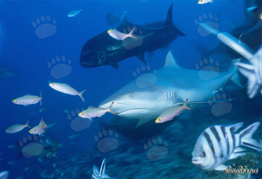 Impressive Bull Shark with Giant Trevally in the Beqa Lagoon in Fiji