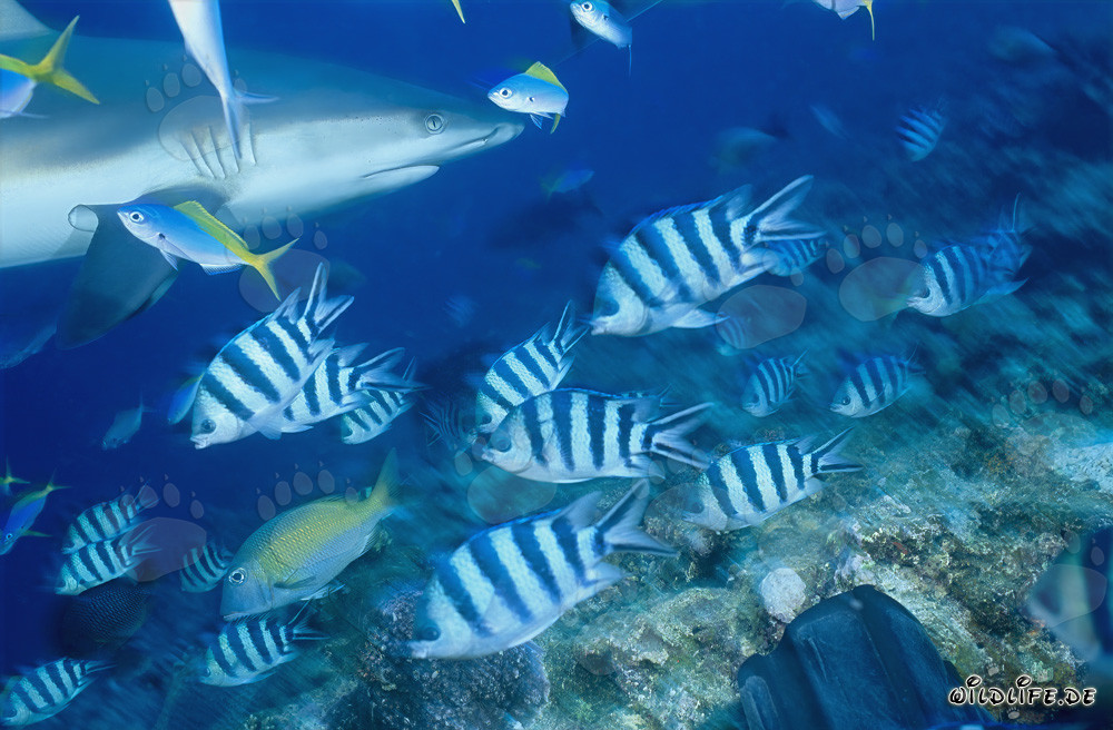 Portrait de requin gris de récif nageant sous l'eau dans le Pacifique Sud