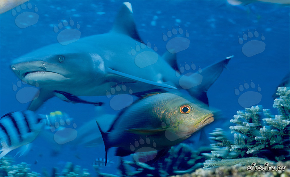 Requin à pointes blanches fascinant et sa relation avec les vivaneaux à double tache