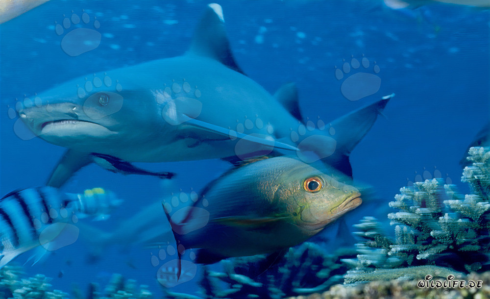 Fascinante tiburón de puntas blancas y su relación con los pargos de doble mancha