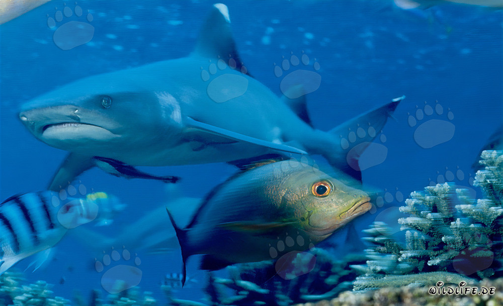 Fascinating Whitetip Reef Shark and its Relationship to Double-Spotted Snappers