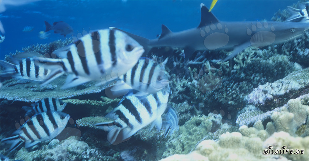 Requin à pointes blanches élégant sur un récif corallien coloré