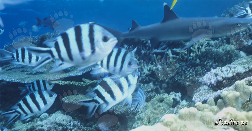Elegante tiburón de puntas blancas en un arrecife de coral colorido