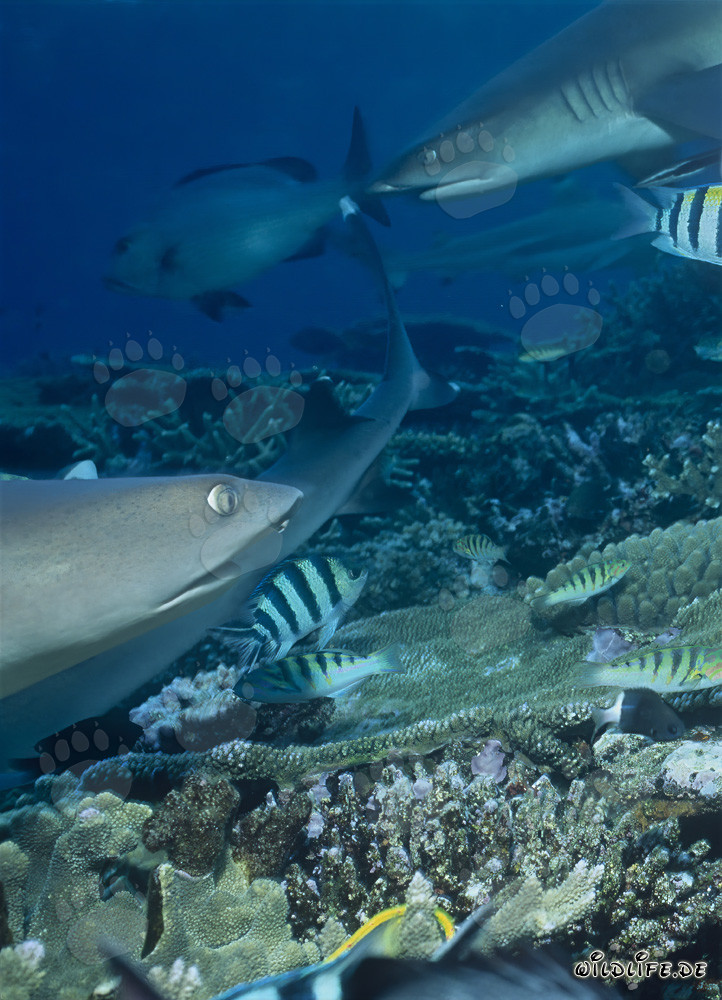 Rencontre avec les majestueux requins à pointes blanches
