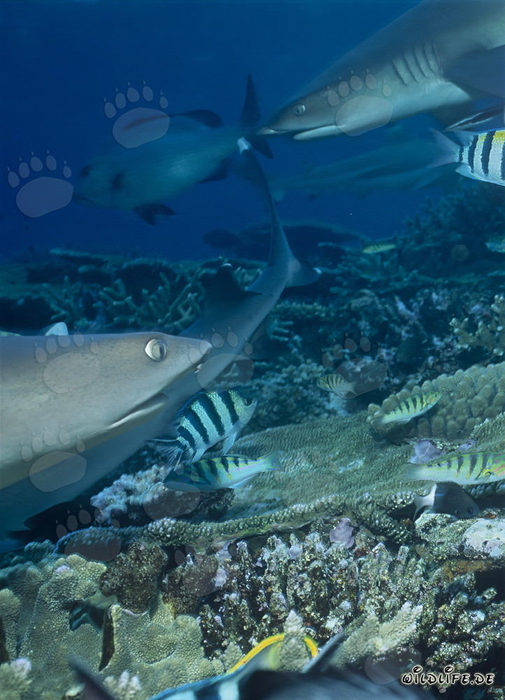 Encuentro con los majestuosos tiburones de arrecife de puntas blancas