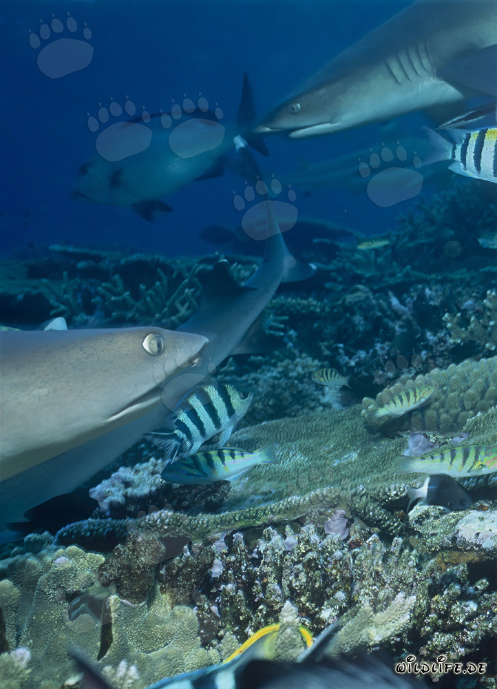 Encounter of Majestic Whitetip Reef Sharks