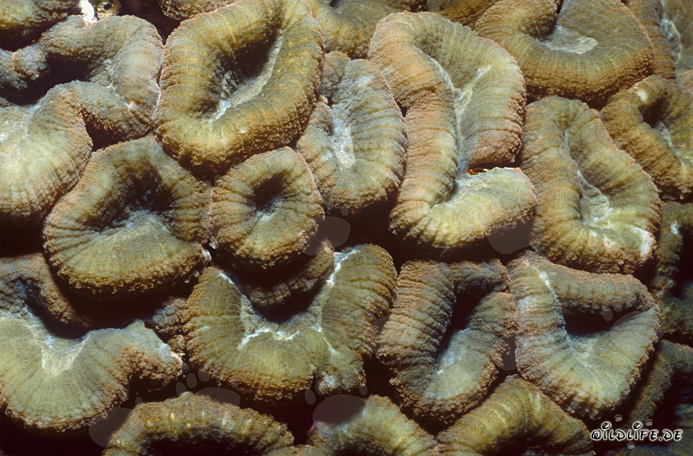 Faszinierende Hemprichs Doldenkoralle in der Beqa Lagoon auf Vitu Levu, Fiji