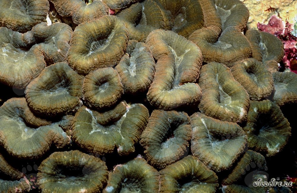 Faszinierende Hemprichs Doldenkoralle in der Beqa Lagune, Fiji