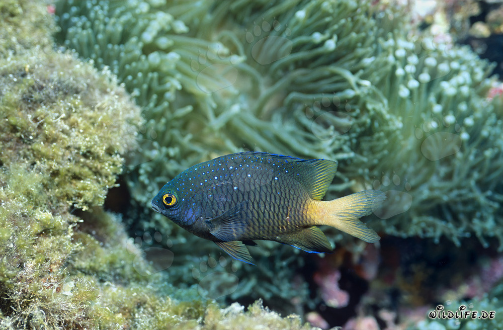 Fascinante pez damisela joya en el lago Beqa, Fiji