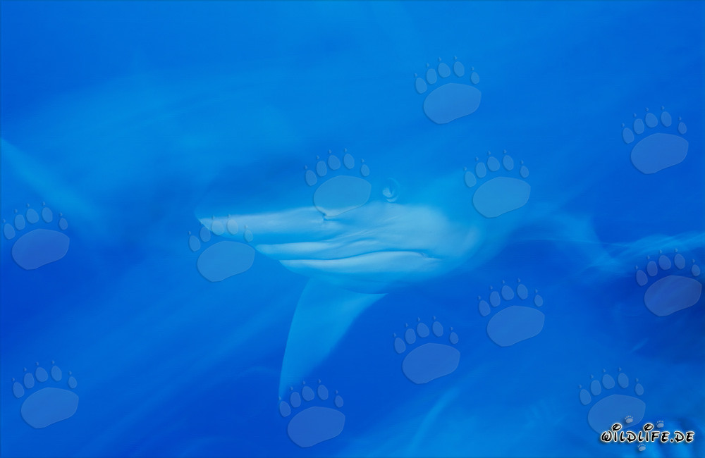 Fascinating Bull Shark in the Waters of Fiji