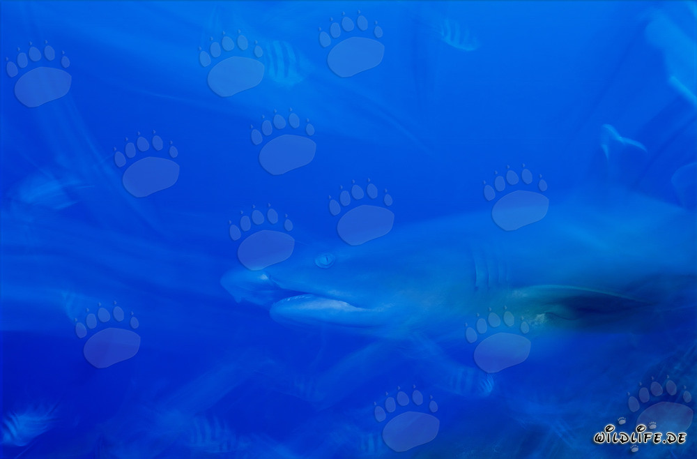Requin à pointes blanches fascinant dans les eaux de Fidji