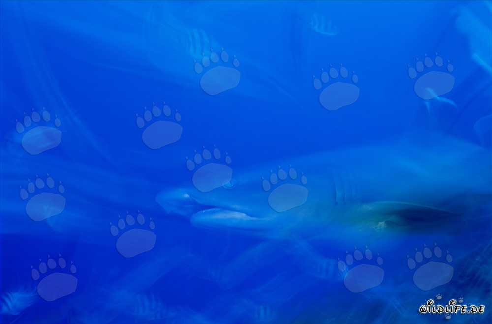 Fascinating Whitetip Reef Shark in the Waters of Fiji