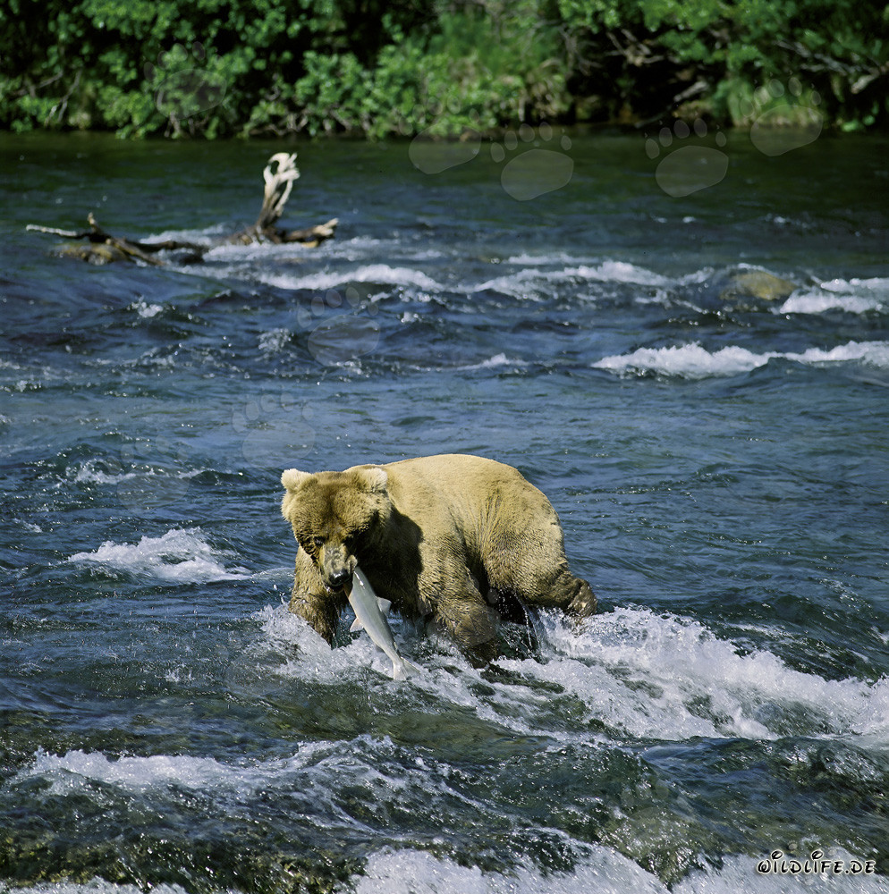 Dramatischer Moment: Ein Braunbär erbeutet einen Lachs am Brooks River Falls in Alaska