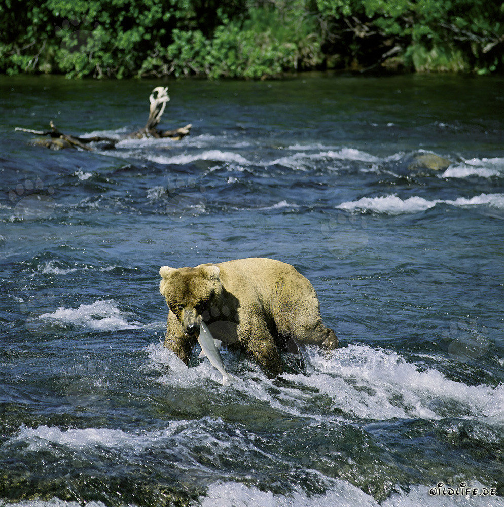 Dramatic moment: A brown bear catches a salmon at Brooks River Falls in Alaska