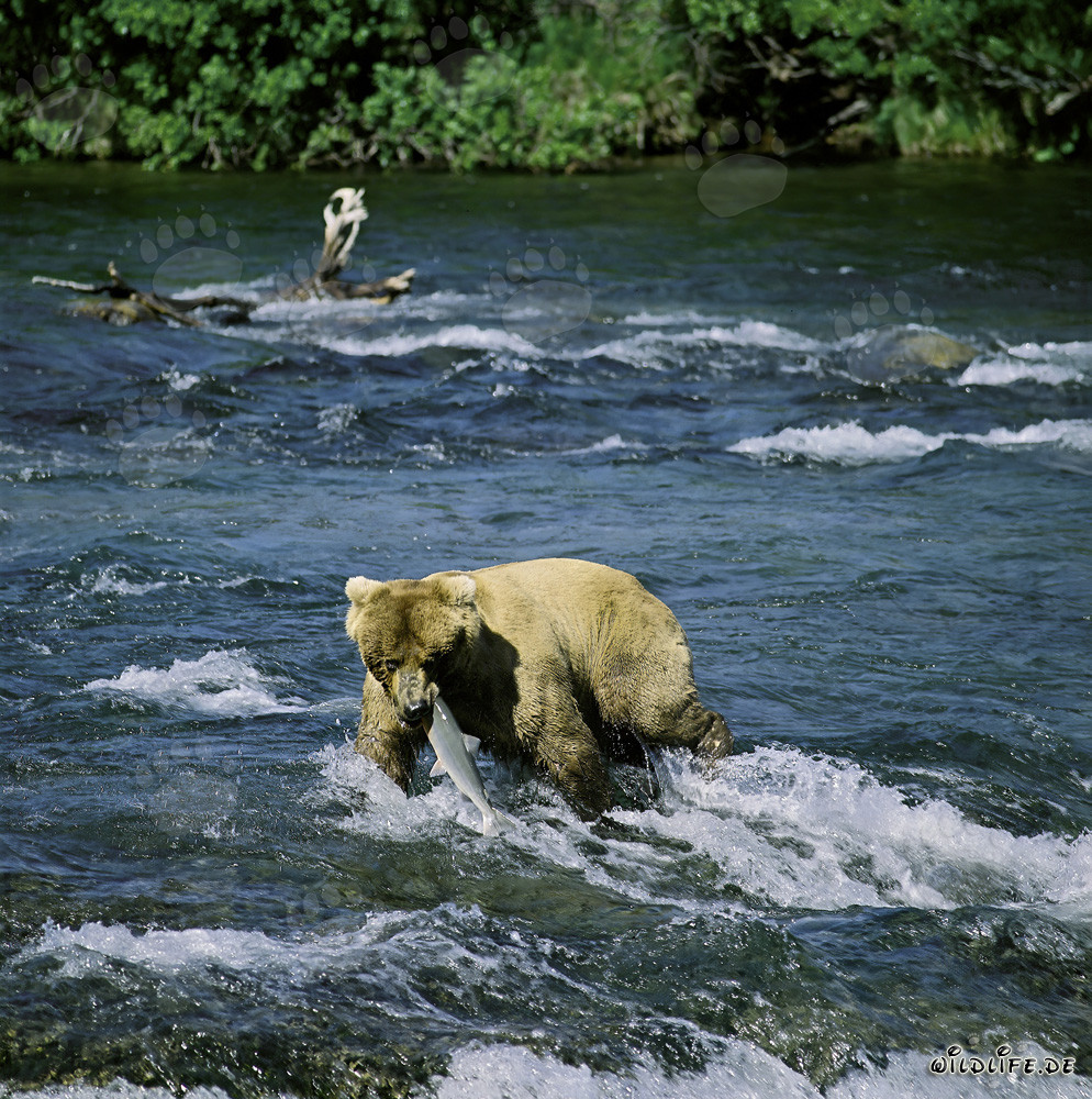 Moment dramatique : un grizzly capture un saumon aux chutes de Brooks River en Alaska