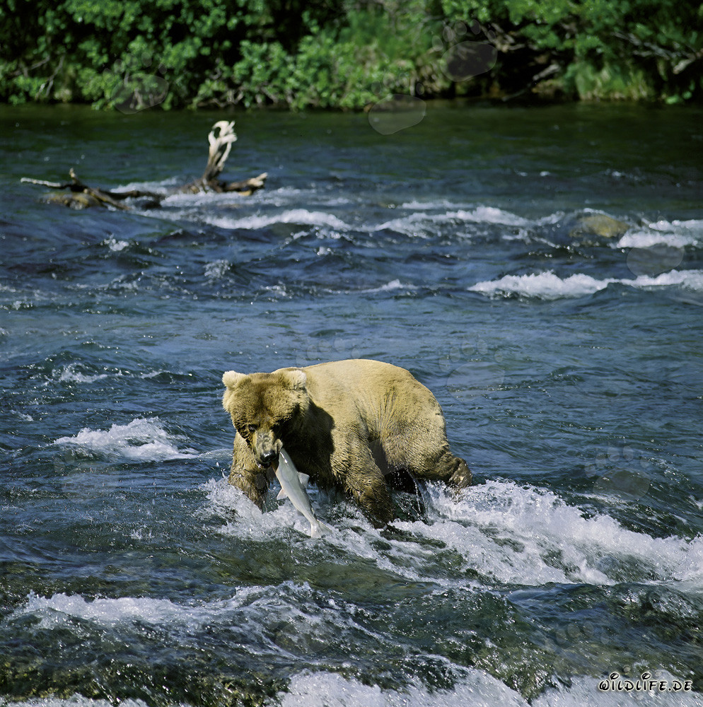 Momento drammatico: un orso bruno cattura un salmone alle cascate di Brooks River in Alaska