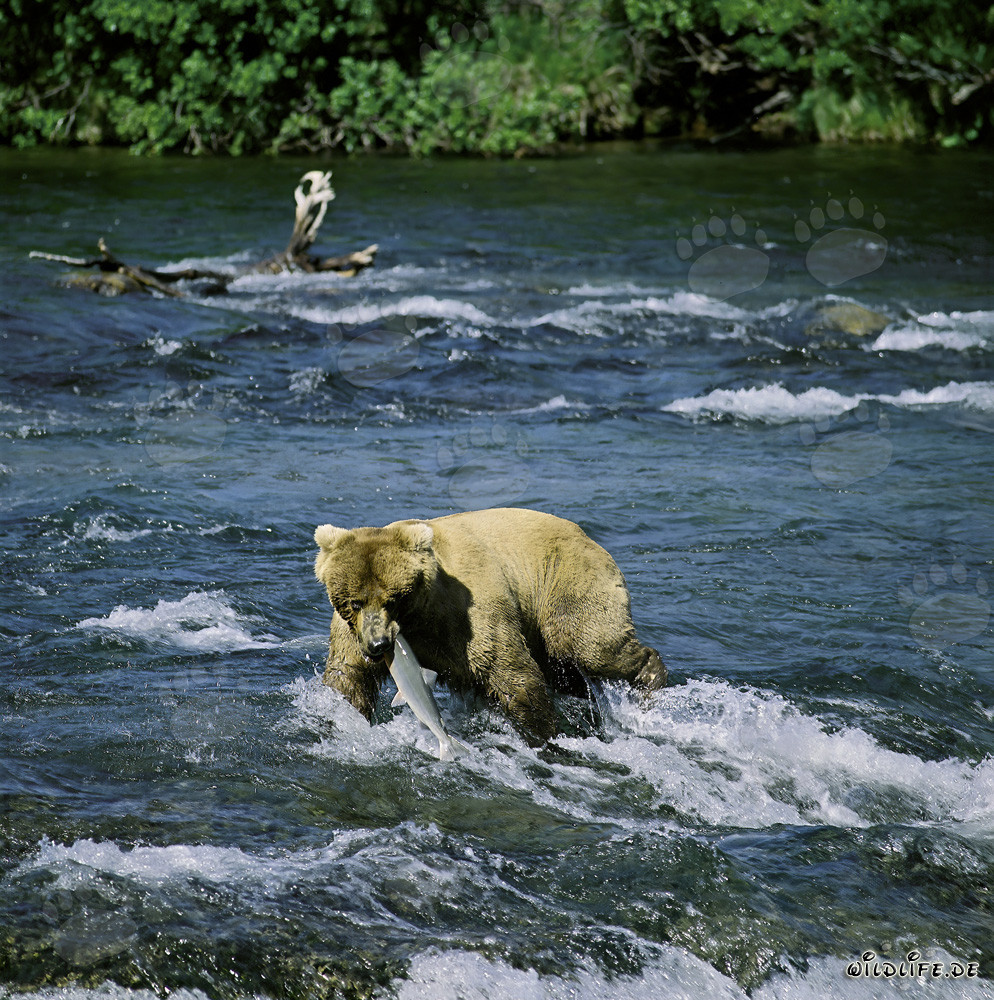 Momento dramático: un oso pardo captura un salmón en las cataratas de Brooks River en Alaska