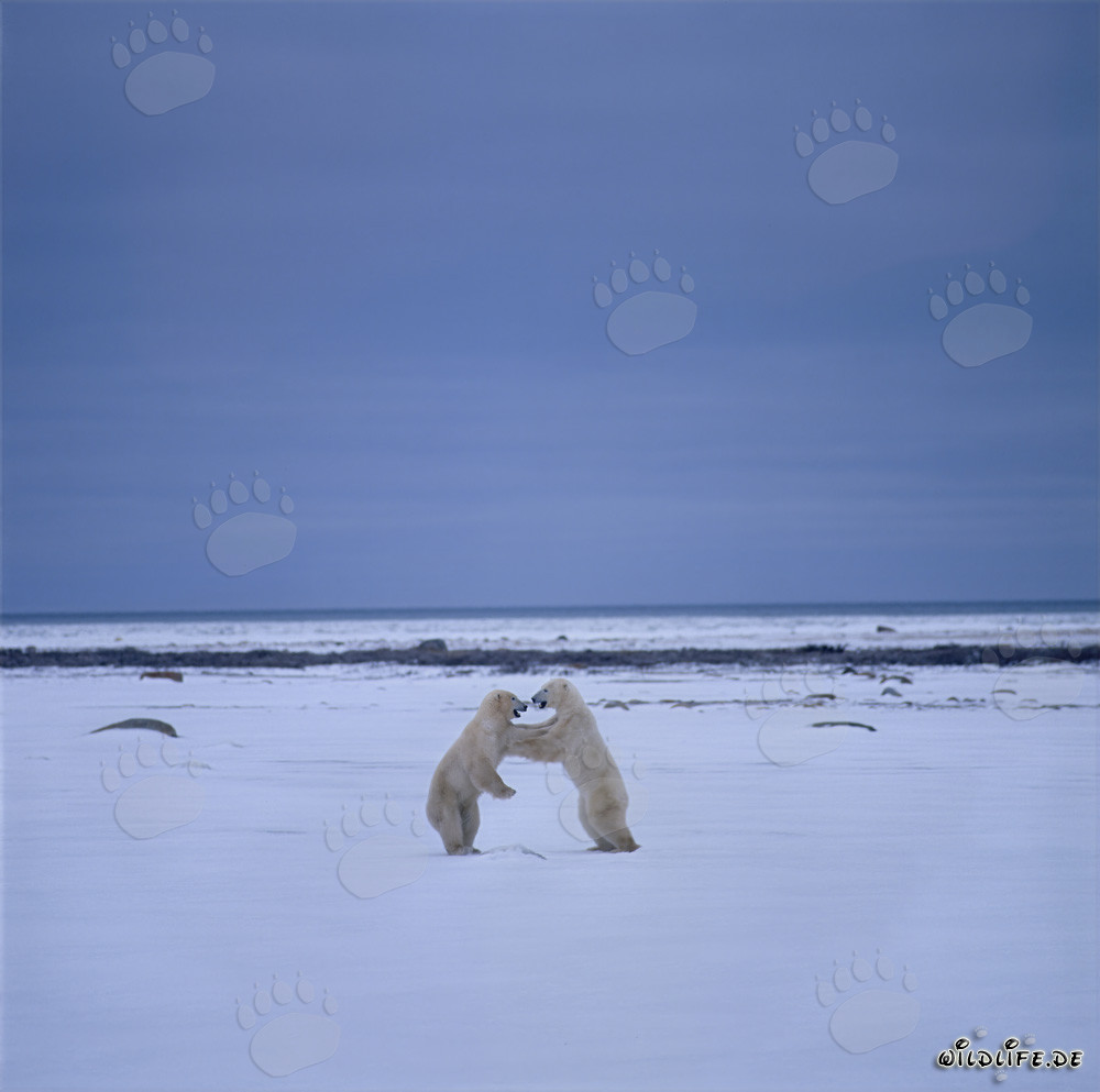 Battle of the Giant Polar Bears in the Arctic