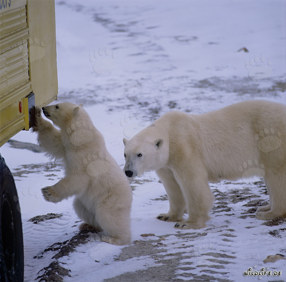 Rencontre fascinante : petit ours polaire et énorme Tundra Buggy