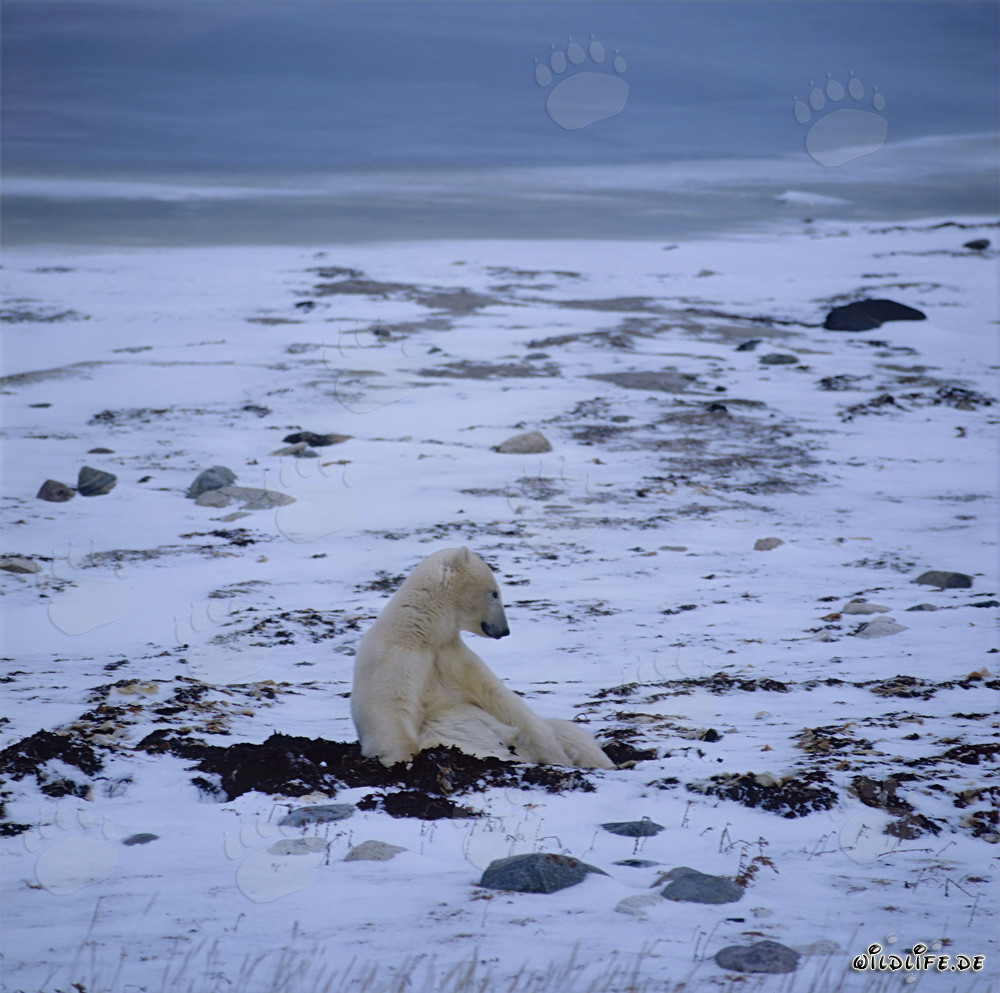 Oso polar hambriento espera pacientemente en la tundra invernal la congelación de la bahía de Hudson