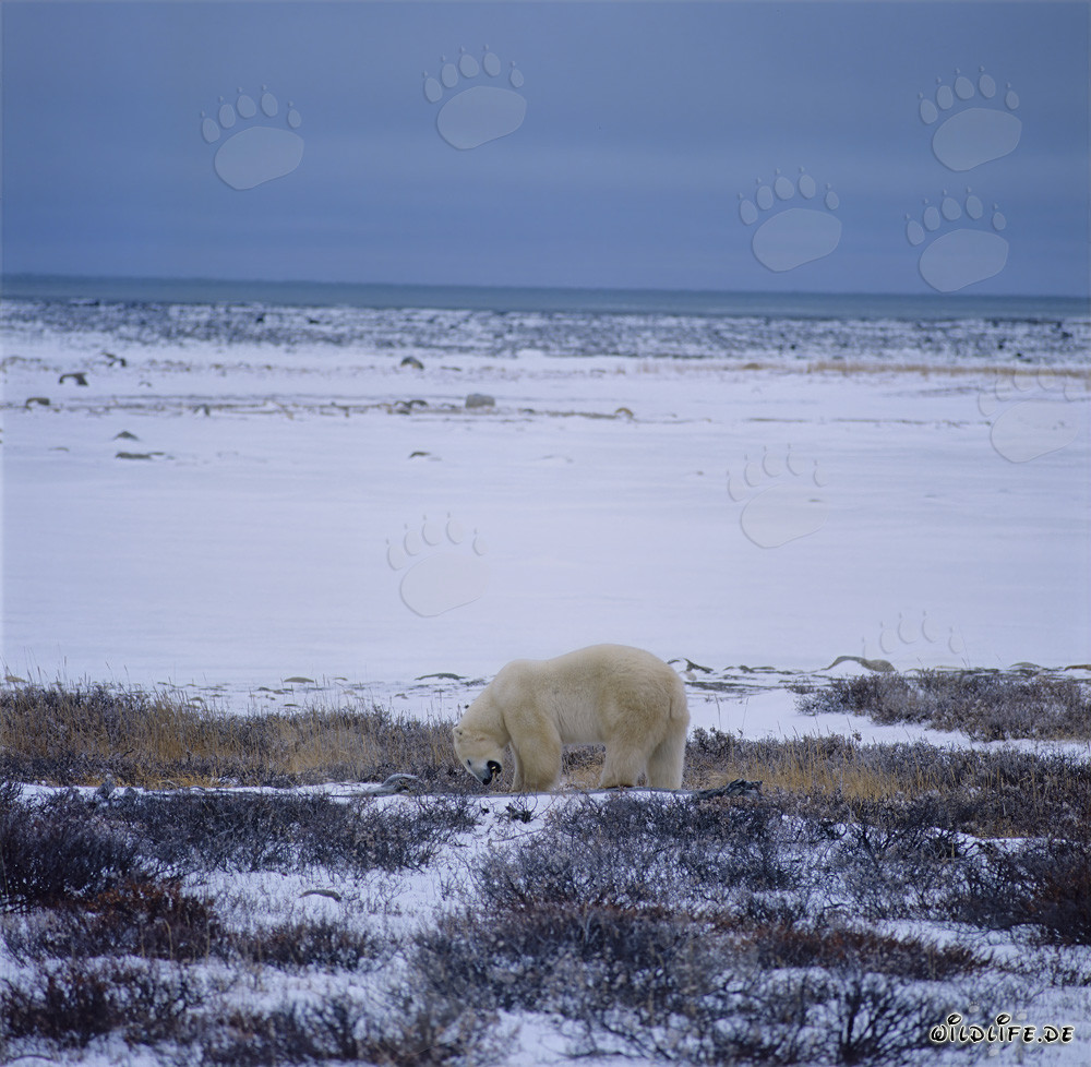 Oso polar majestuoso en la costa invernal de la bahía de Hudson