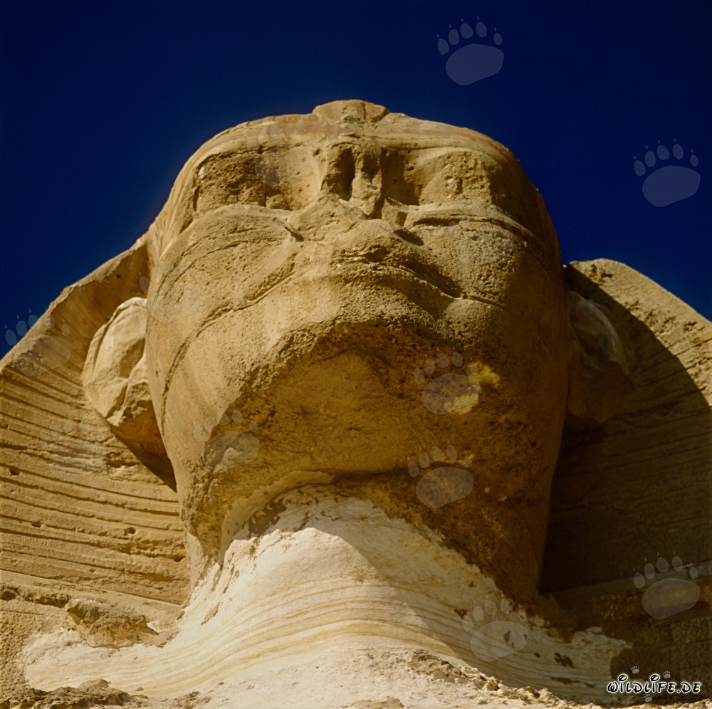 La Grande Sphinx de Gizeh - Portrait majestueux de la tête