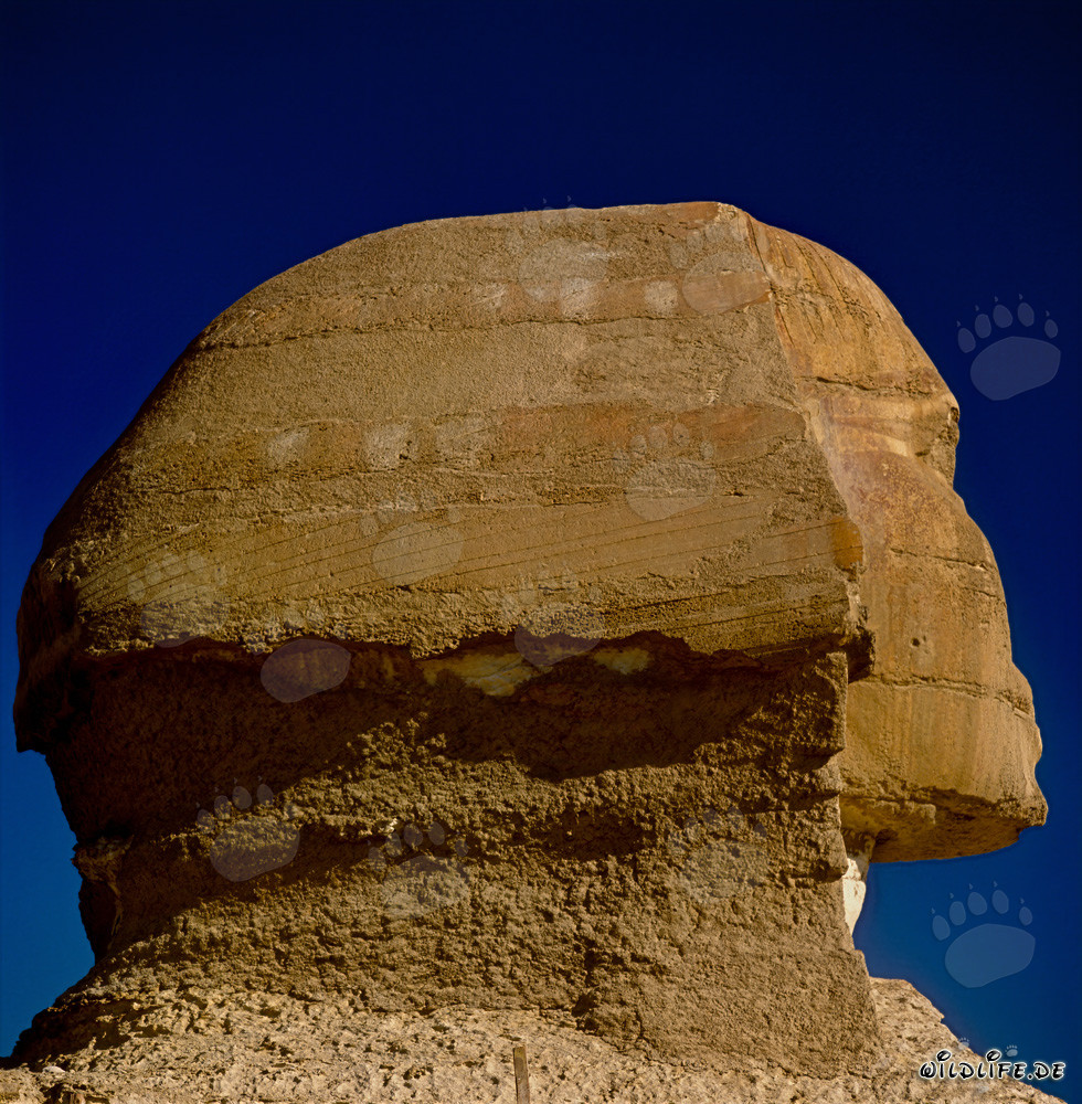 Grande Sfinge di Giza - Dettaglio della testa della Sfinge di profilo