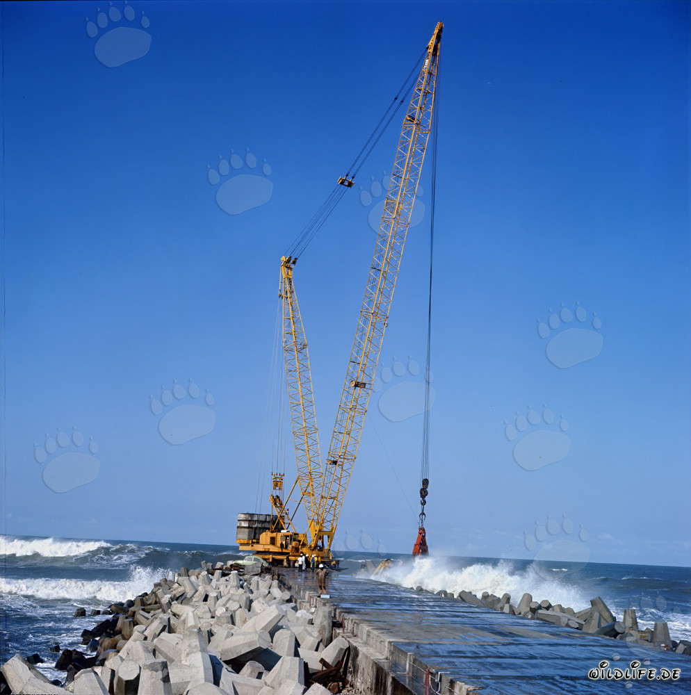 Posa dei dolos al South Breakwater a Richards Bay, Sudafrica
