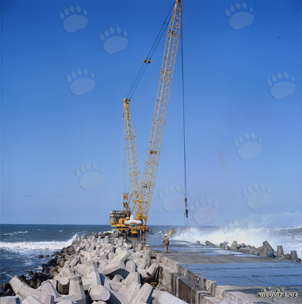 Placing dolosse on South Breakwater