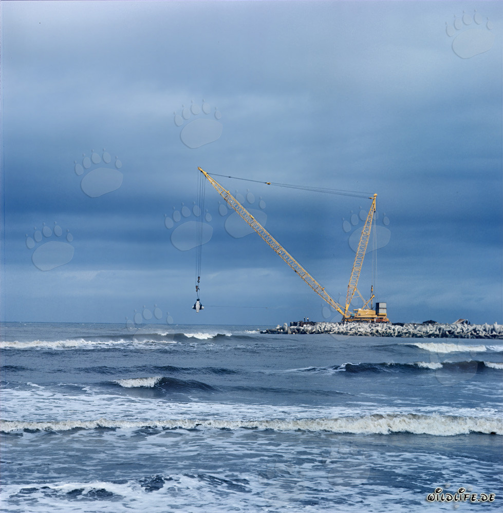 Pose de dolosses sur la jetée sud de Richards Bay, Afrique du Sud