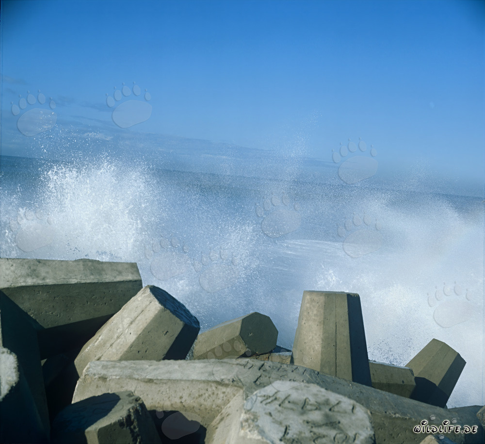 Dolos en las olas en el North Breakwater en el puerto de Richards Bay