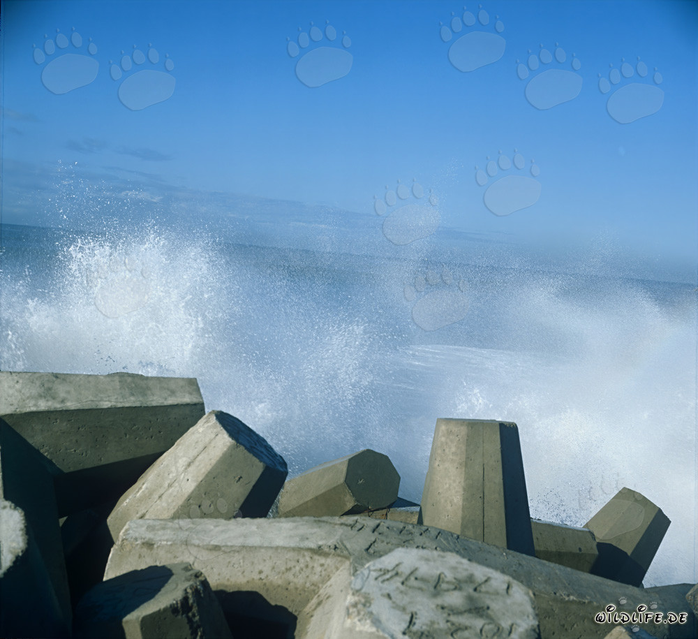 Dolosse nelle onde al North Breakwater nel porto di Richards Bay
