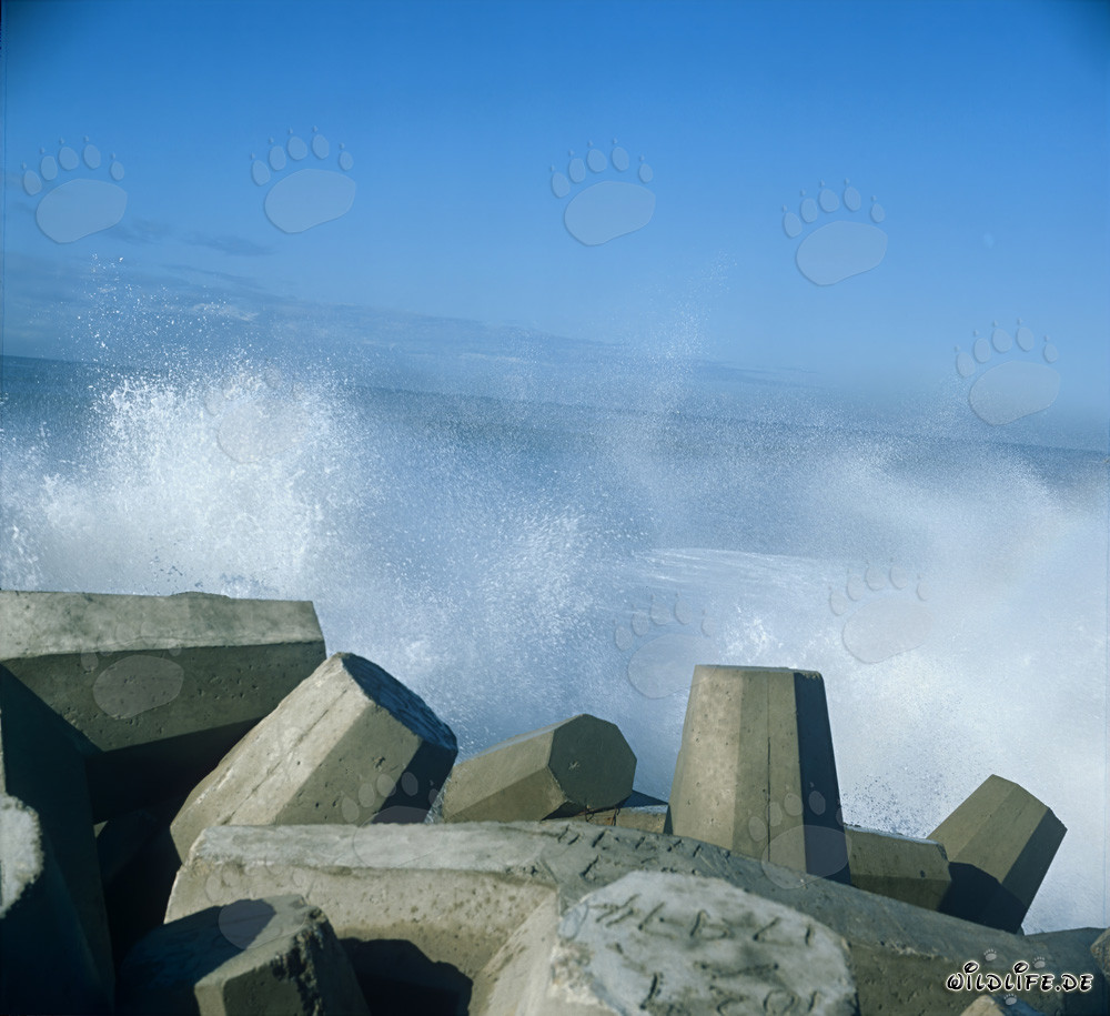 Dolosse in rough seas on North Breakwater in Richards Bay Harbour