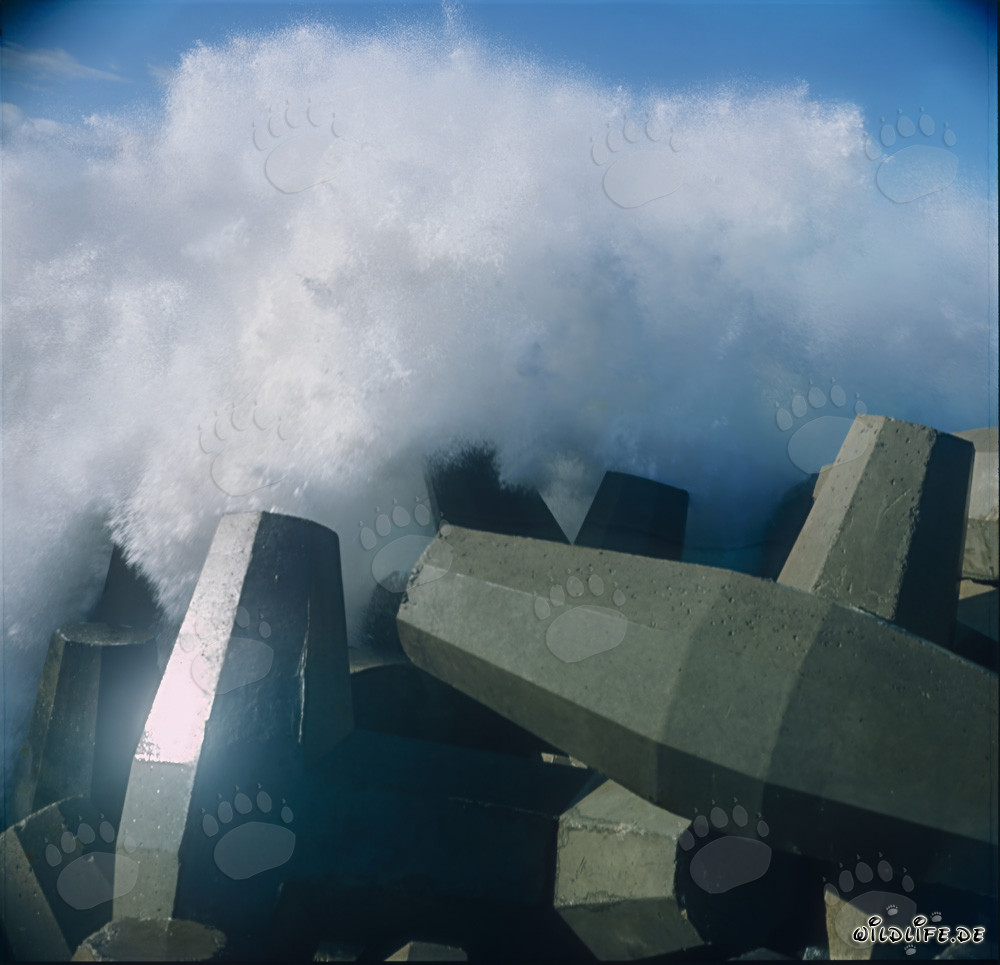 Les dolos protègent le North Breakwater des vagues tumultueuses à Richards Bay