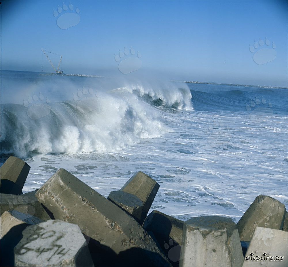 Dolosse nella mareggiata al North Breakwater