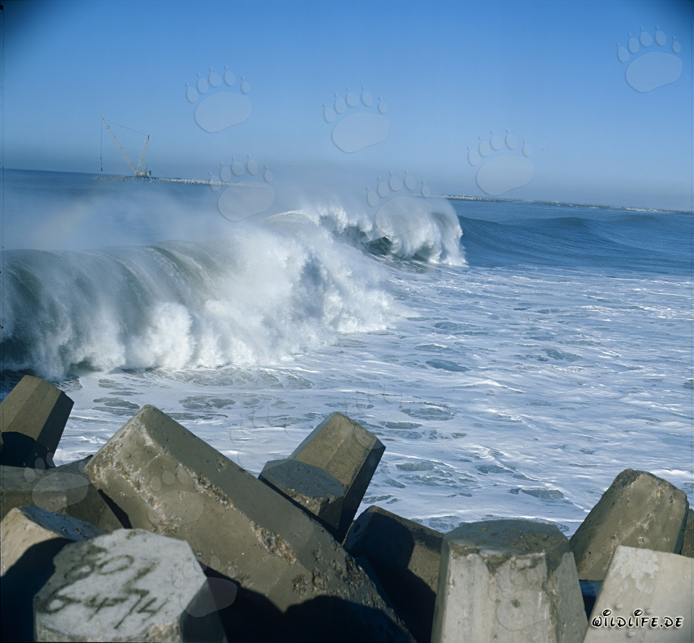 Dolosse dans la mer agitée au North Breakwater