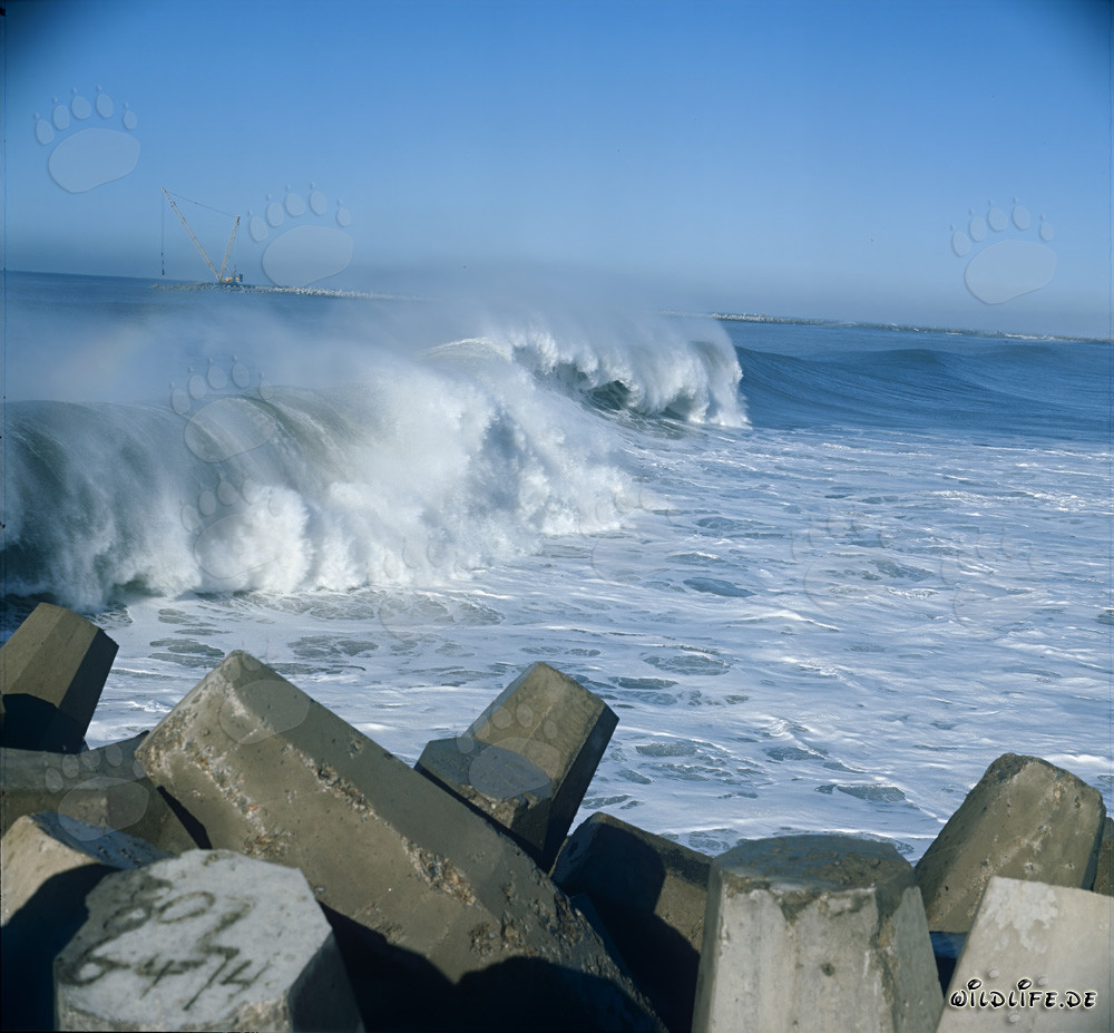 Dolosse in rough seas at North Breakwater