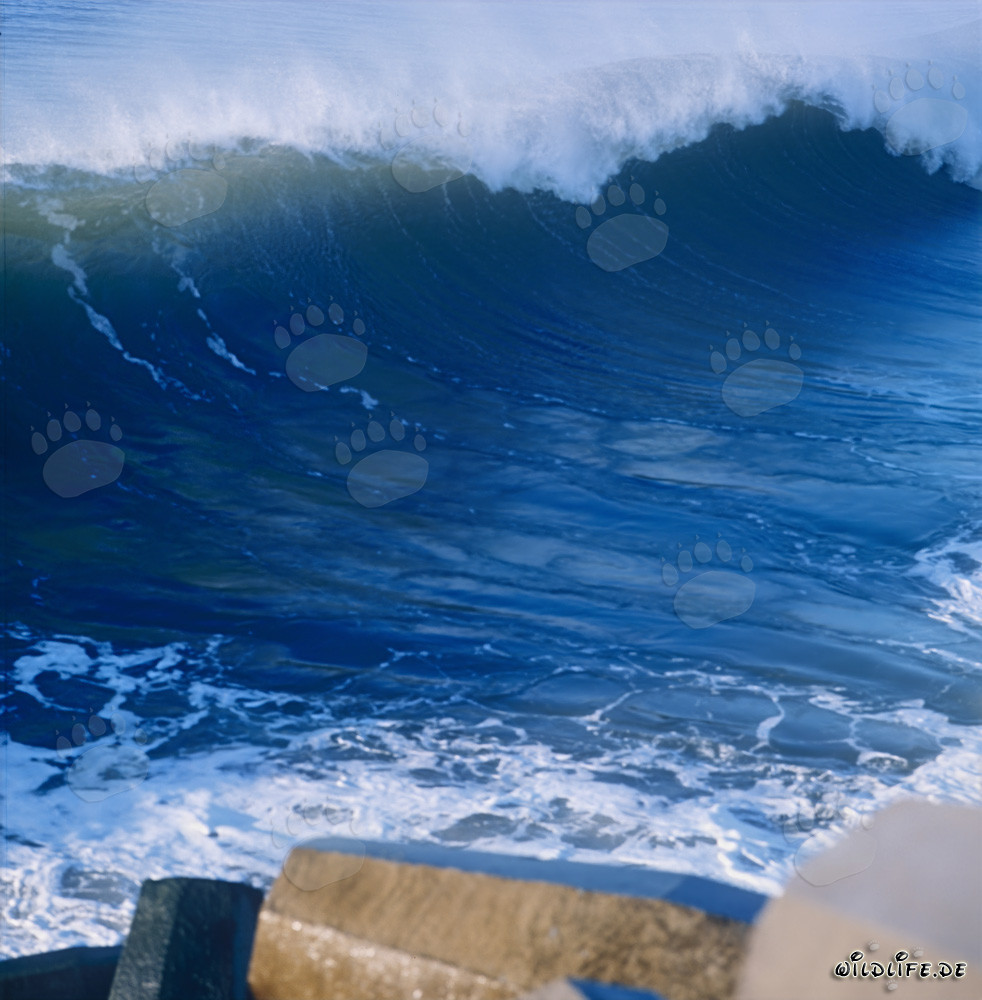 Dangerous sea at North Breakwater