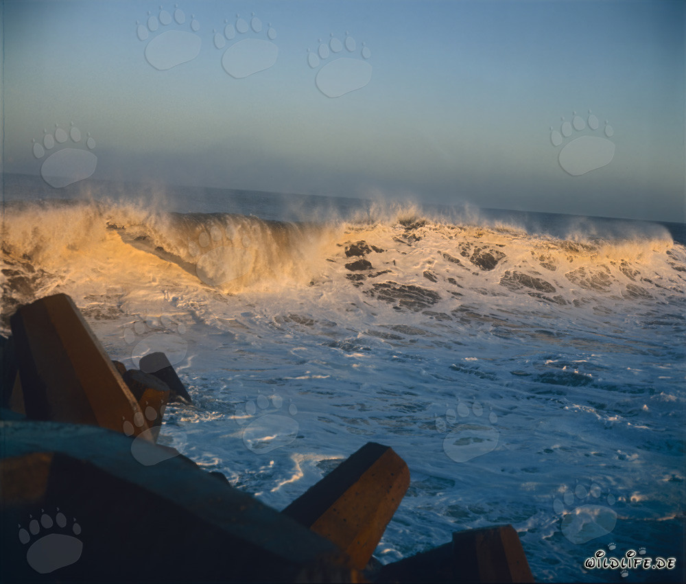 Vagues dangereuses au North Breakwater à Richards Bay