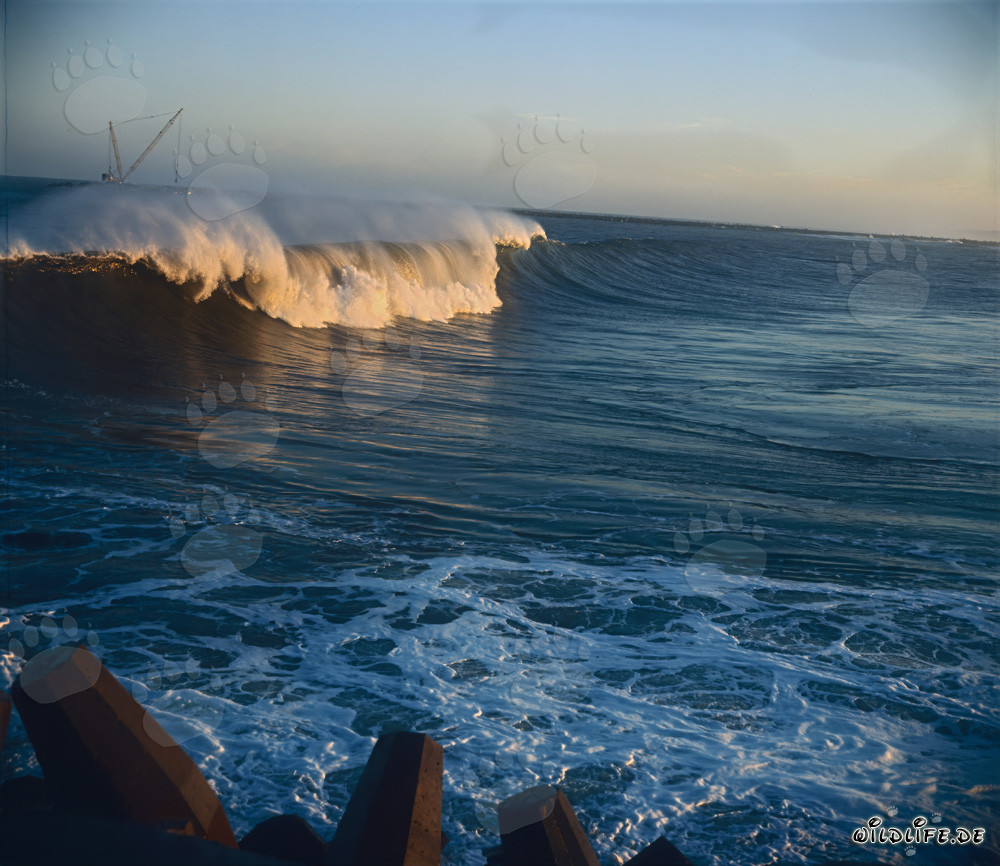 Gefährliche Wellen am North Breakwater in Richards Bay