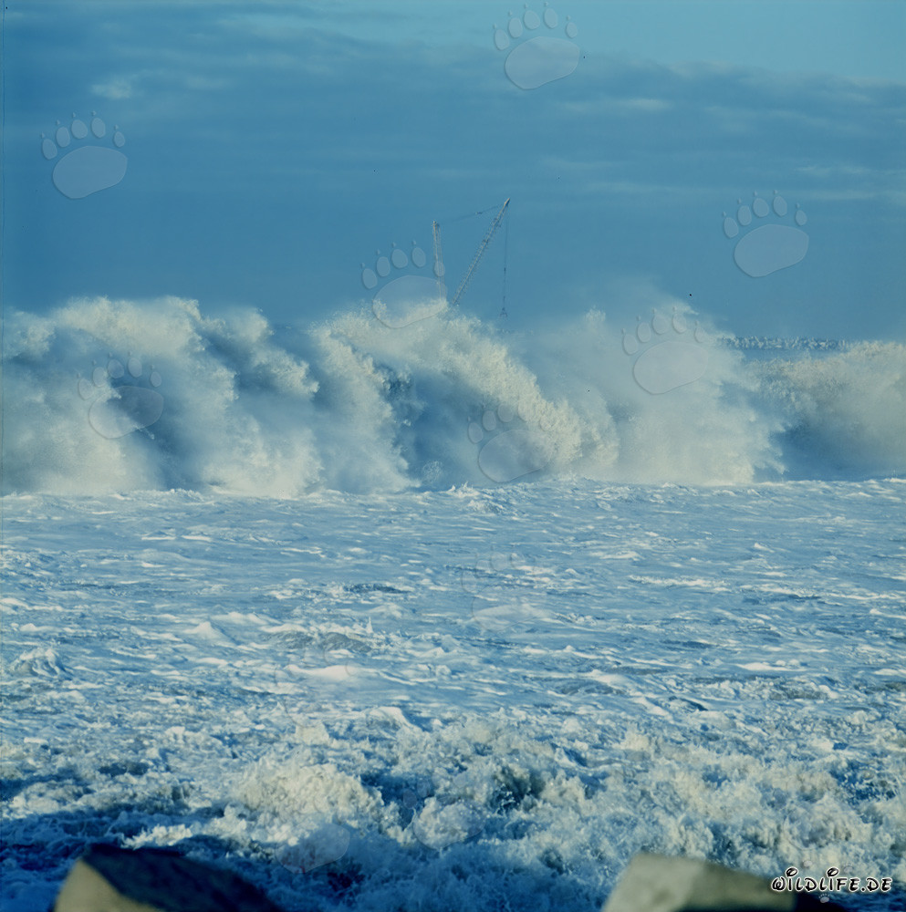 Puissants déferlants au North Breakwater de Richards Bay