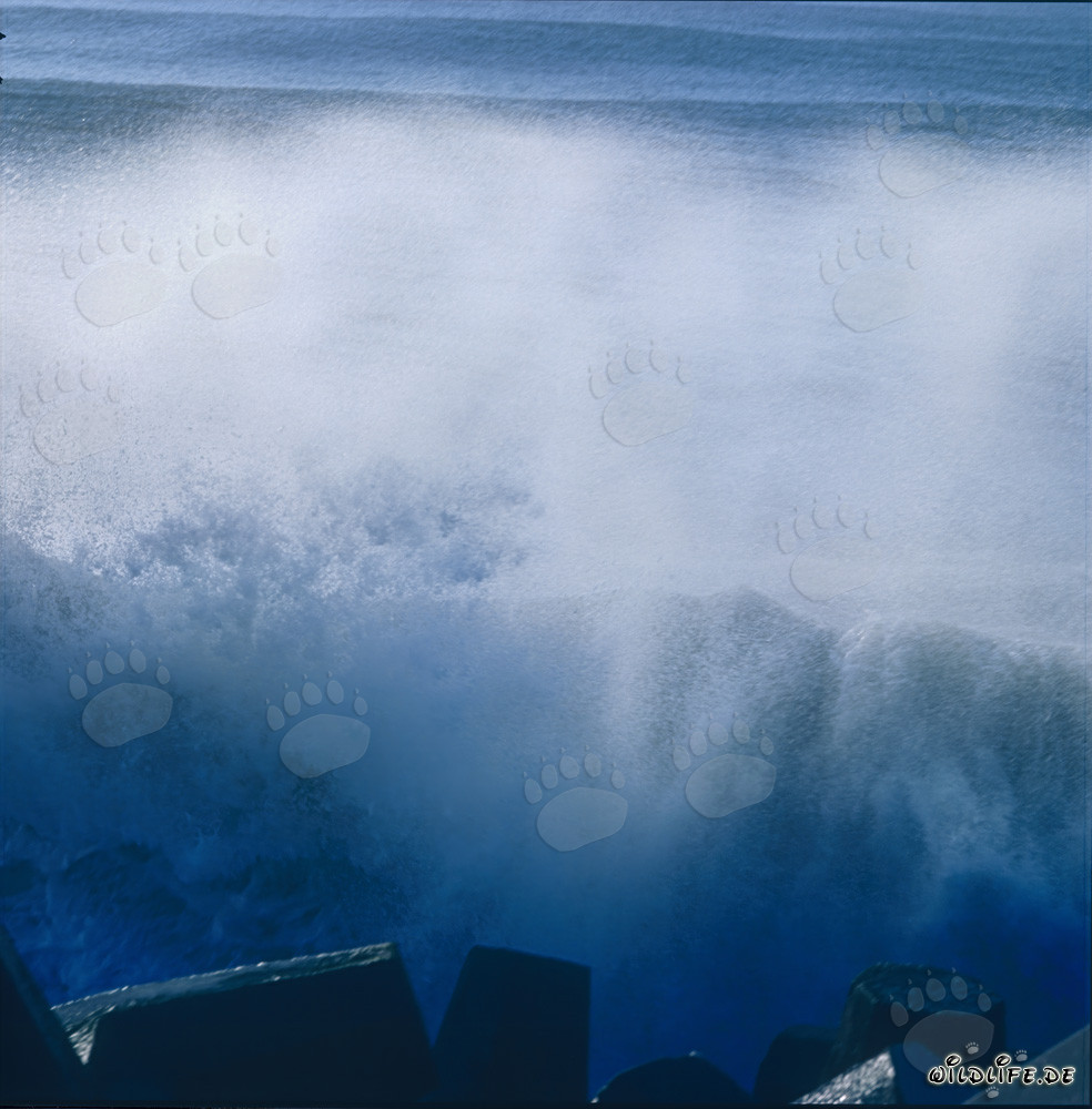 Heavy Sea on North Breakwater in Richards Bay, Natal, South Africa