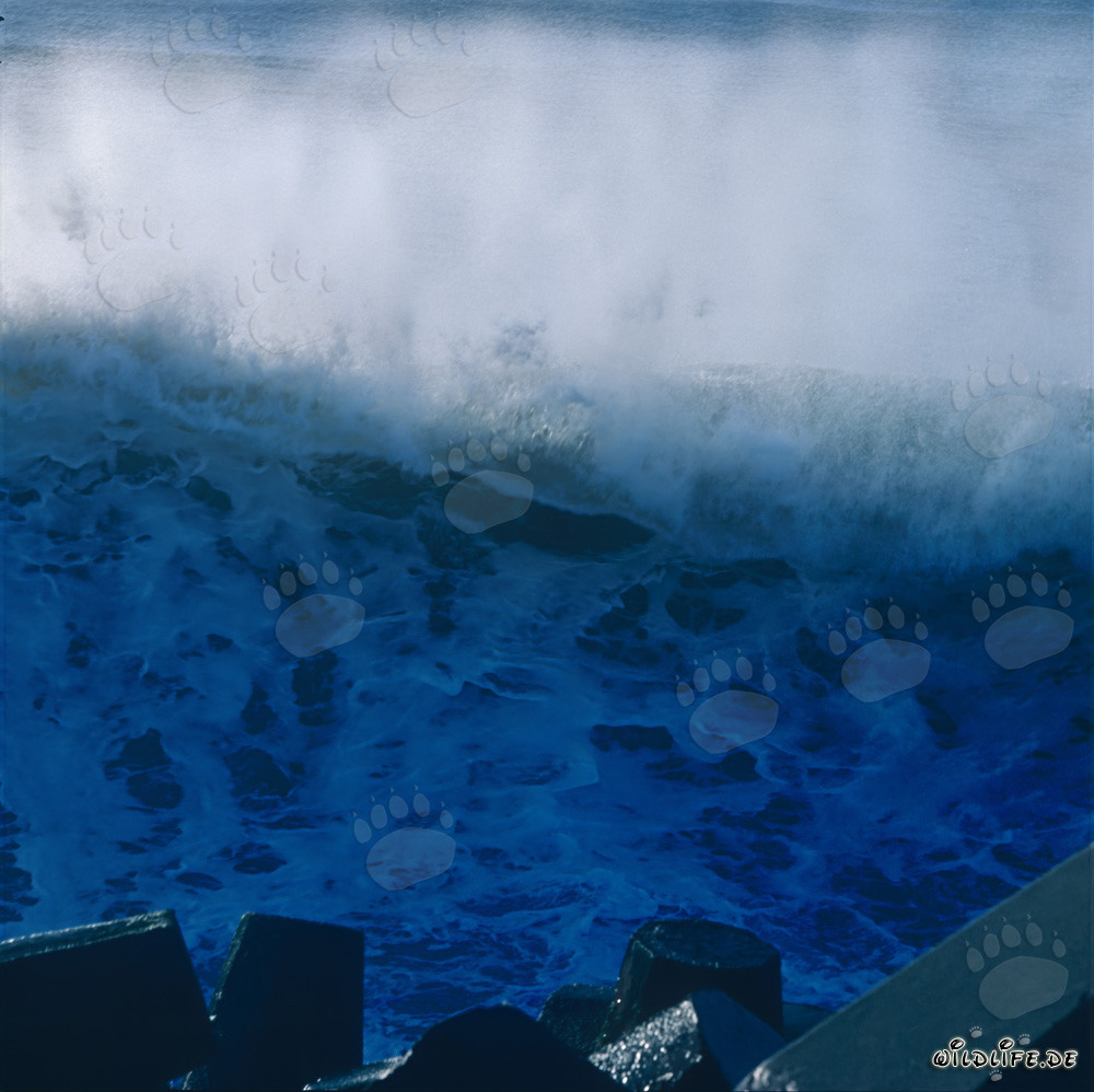 Gewaltige Wellen am North Breakwater