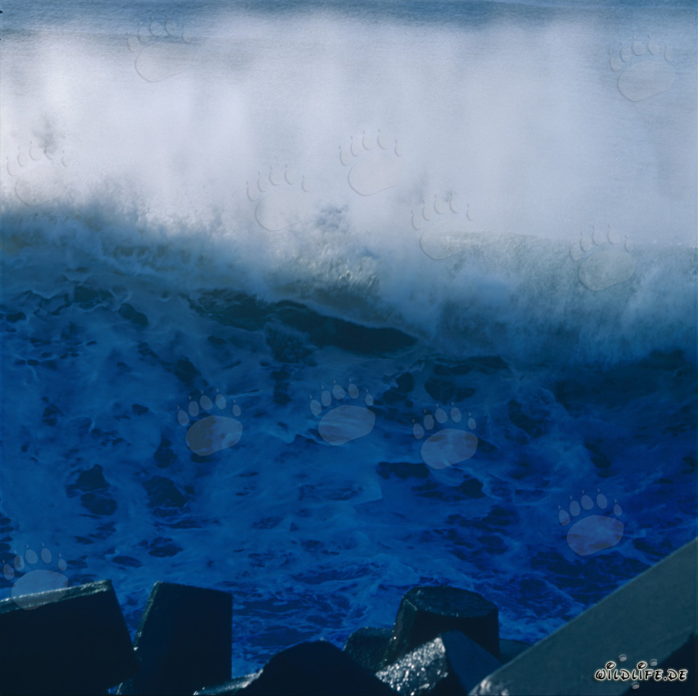 Massive waves on North Breakwater