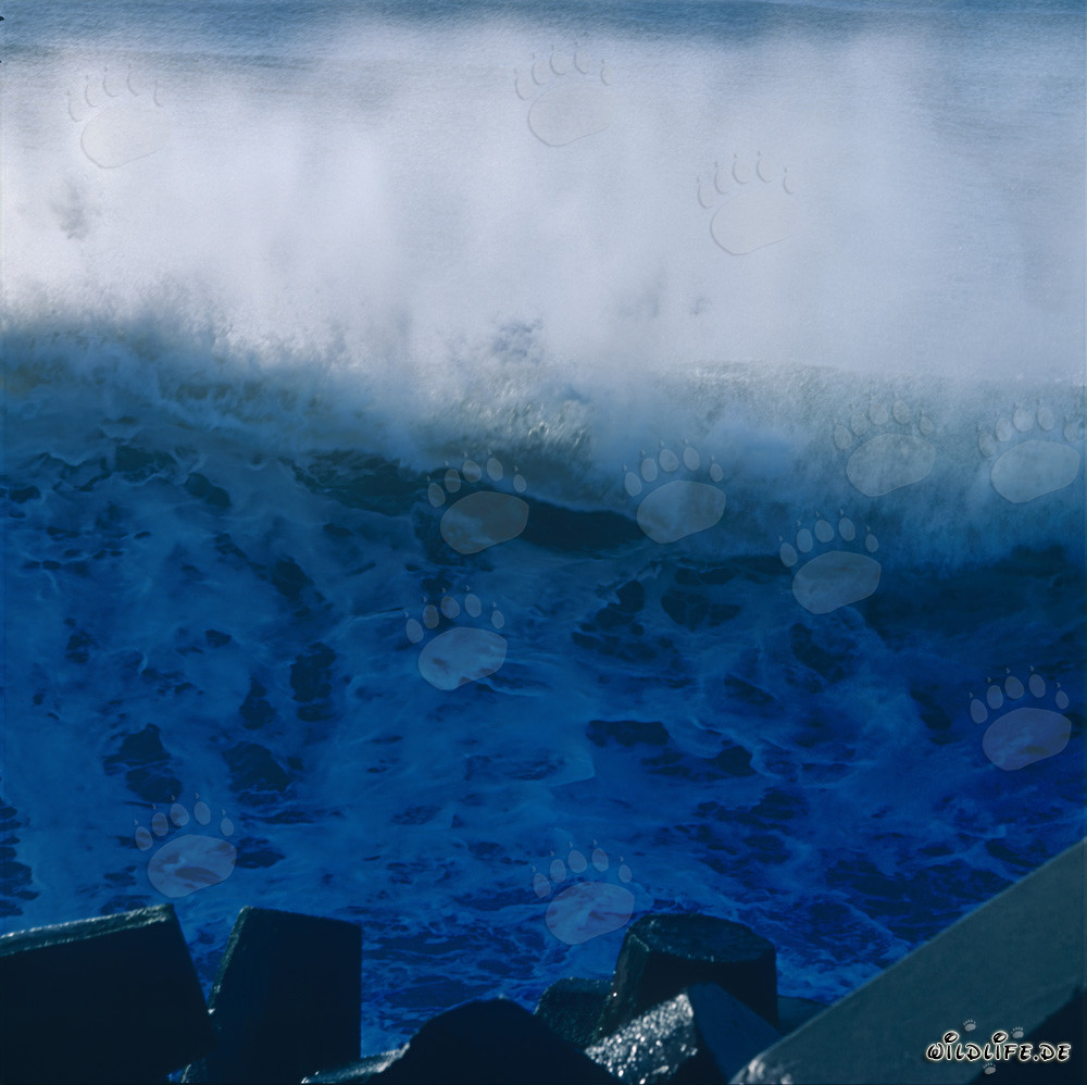Olas impresionantes en el rompeolas de North