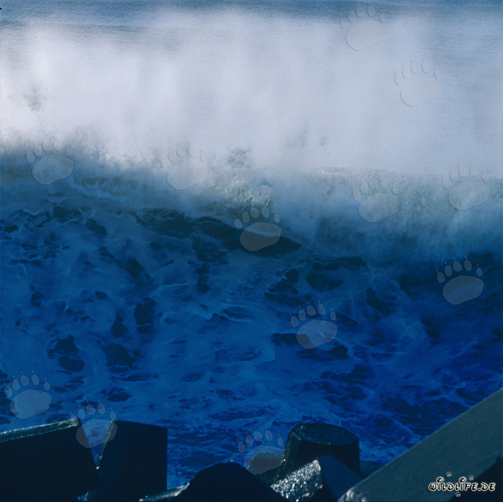 Onde imponenti presso il North Breakwater