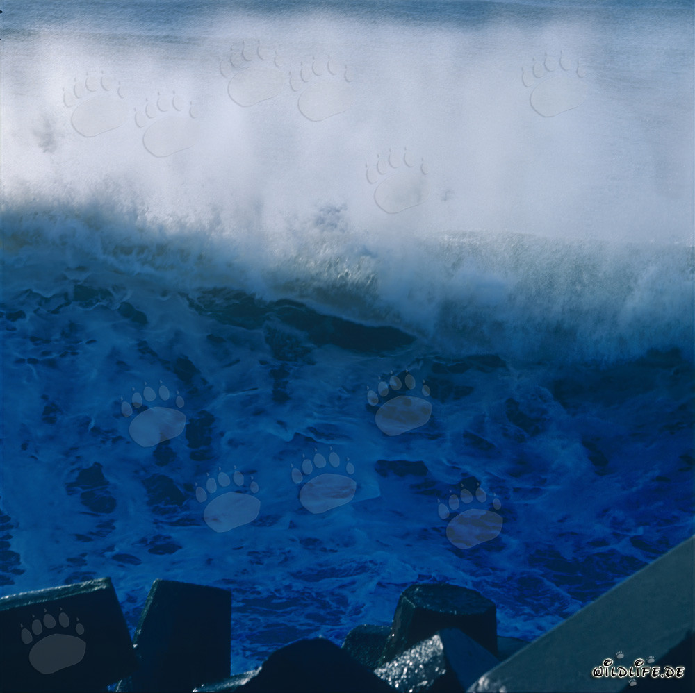 Vagues impressionnantes au North Breakwater