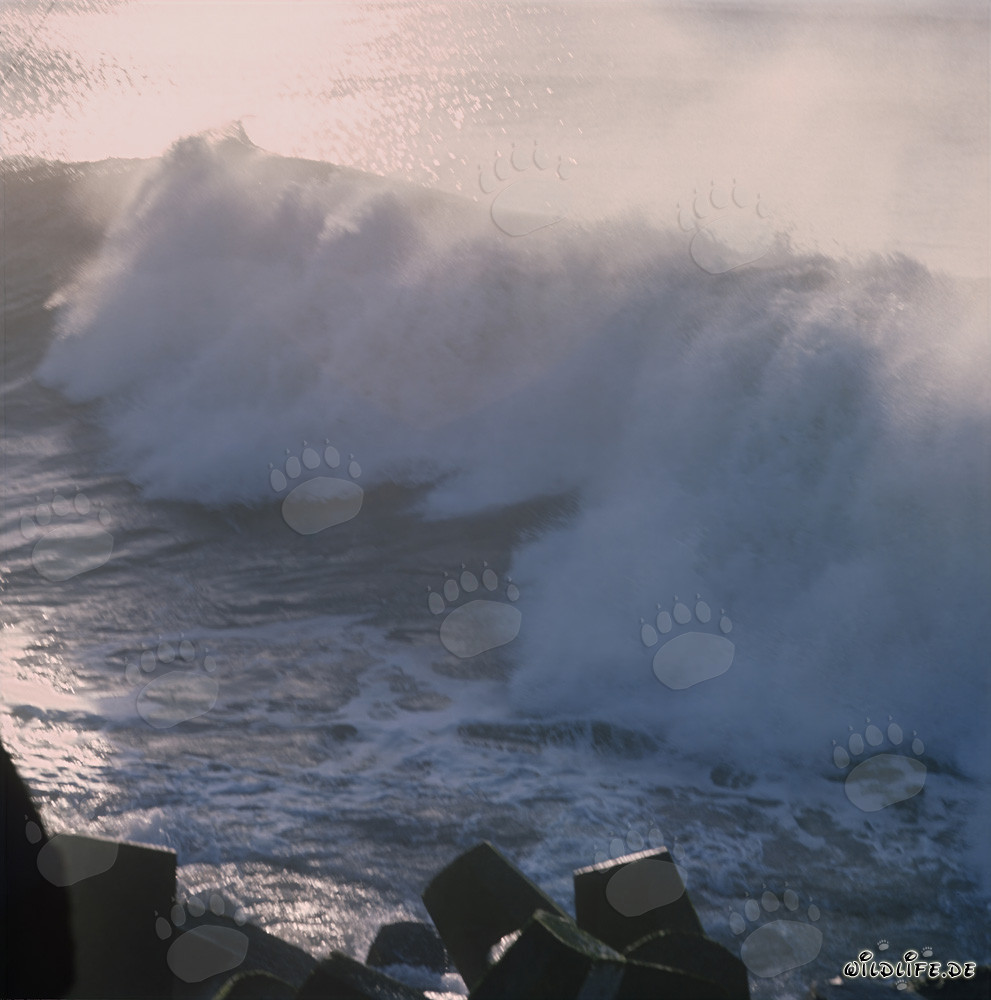 Gefährlicher Seegang am North Breakwater in Richards Bay