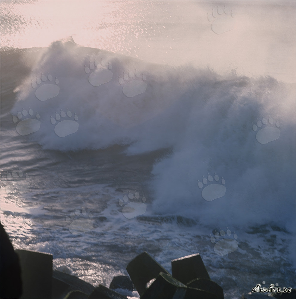 Mer agité dangereux au North Breakwater à Richards Bay