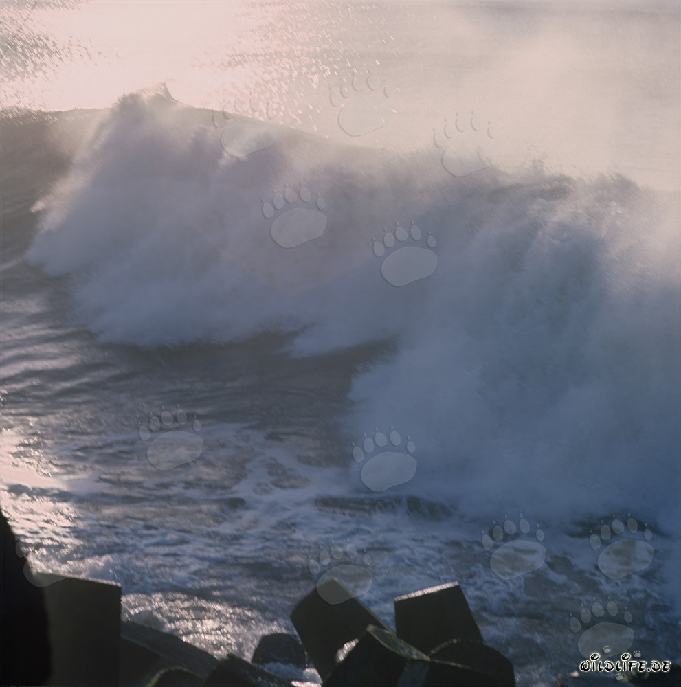 Peligroso oleaje en el North Breakwater en Richards Bay